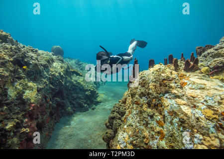 Snorkeller, explores coral reef, Soufrière, Dominica, Caribbean Stock Photo