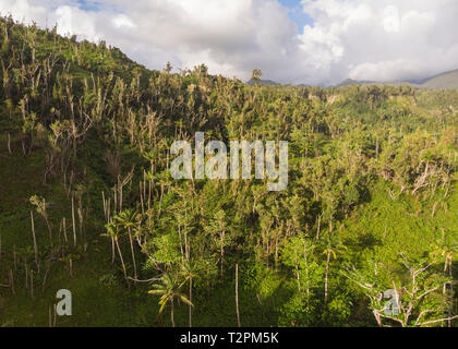 Aerial view of a lush green forest landscape with dense trees and ...