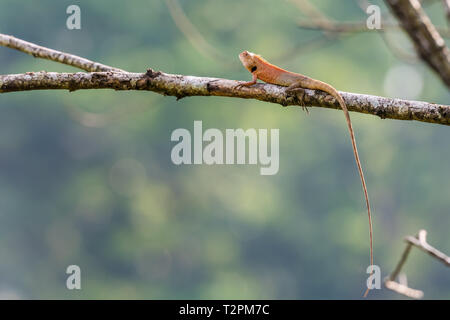 Little lizard stay on tree Stock Photo