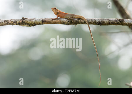 Little lizard stay on tree Stock Photo