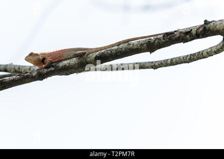 Little lizard stay on tree Stock Photo