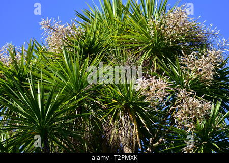 Blooming treetop of cabbage tree Cordyline australis with long thin leaves and tiny white flowers in bright sunlight.