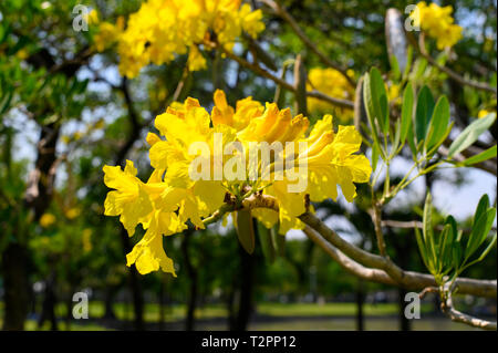 Beautiful Tabebuia aurea tree in Thailand Stock Photo