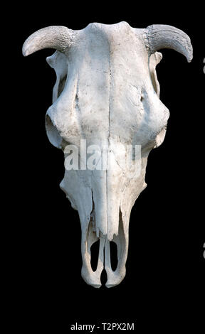 White cow skull on black background, isolated Stock Photo