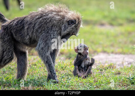Olive baboon (Papio anubis)  also called the Anubis baboon watches her baby  in the Maasai Mara National Reserve, Kenya Stock Photo