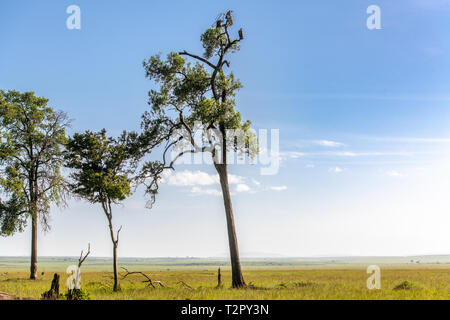 African white-backed vultures (Gyps africanus) perched atop a tree, Maasai Mara National Reserve, Kenya, Africa Stock Photo