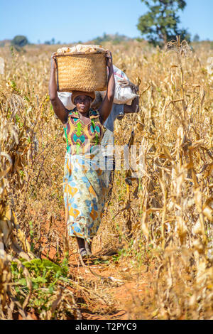 Malawian woman carrying basket with harvested maize on her head walking through maize field Stock Photo