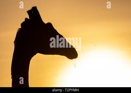 A Masai giraffe (Giraffa camelopardalis tippelskirchii) silhouette in Maasai Mara National Reserve, Kenya Stock Photo