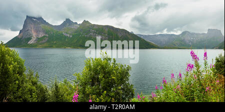 Fjord summer cloudy view with blooming wild flowers in front, Norway Stock Photo