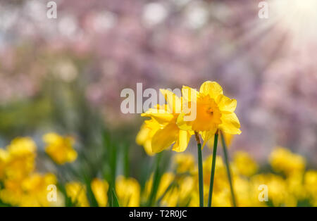 Yellow flowering wild daffodil, Narcissus pseudonarcissus, in a park with pink tree blossoms in the background on a sunny day in spring, Germany Stock Photo