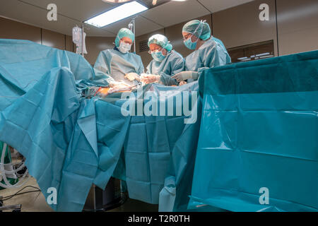 two surgeons perform a vascular operation Stock Photo