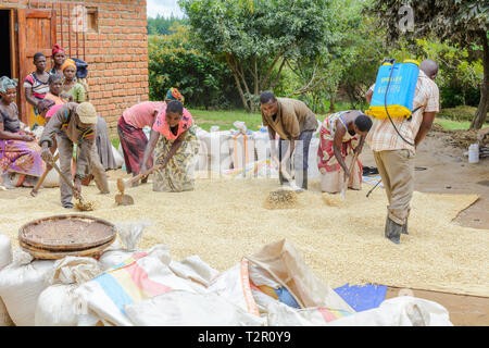 Malawian men and women spraying maize with a chemical treatment prior to storage Stock Photo