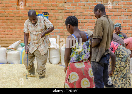 team of Malawian men and women treating maize with a chemical treatment prior to storing Stock Photo