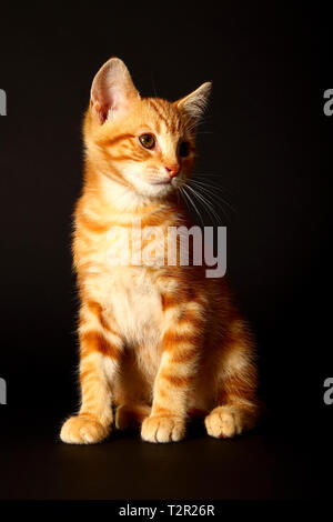 Potrait of a cute ginger tabby kitten isolated on a black background Stock Photo