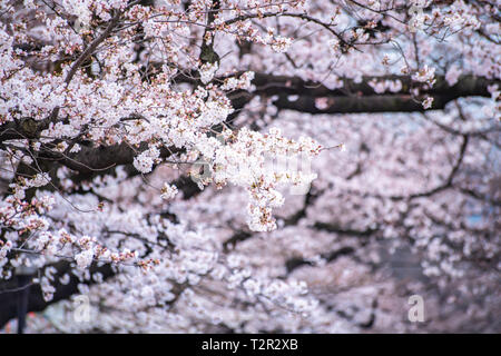 Cherry blossoms in full bloom Ueno Park Stock Photo