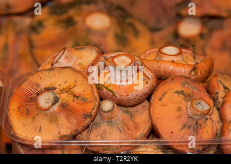 Lactarius deliciosus, commonly known as the saffron milk cap and red pine mushroom Stock Photo