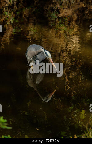 Grey Heron Ardea cinerea walking in small stream Bushy Park Hampton London England Stock Photo