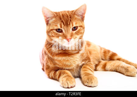 Ginger mackerel tabby cat looking directly at the camera isolated on a white background Stock Photo