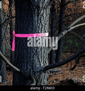 Pink ribbon tied to a burned and charred pine tree, after a forest fire in the Tasman region, New Zealand. Stock Photo
