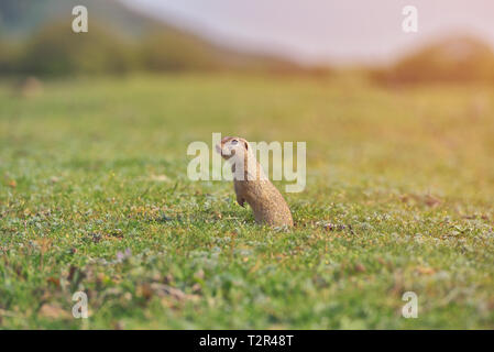 European ground squirrel standing in the grass. (Spermophilus citellus) Wildlife scene from nature. Ground squirrel on meadow Stock Photo