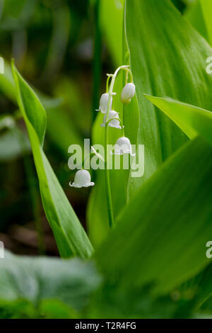 Closeup white flower Lily of the Valley (Convallaria majalis) on a background of green leaves  in garden. View to blooming May-lily in the Summertime. Stock Photo