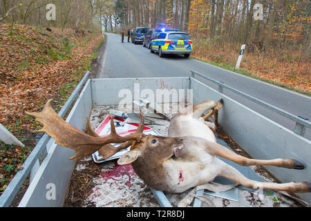 Roadkill fallow deer (Dama dama) in pickup truck. Stag killed by traffic after collision with car while crossing busy road Stock Photo