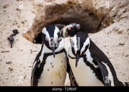 African (jackass) penguin bolder beach Cape Town unspoiled nature parks and nature reserves of South Africa Stock Photo