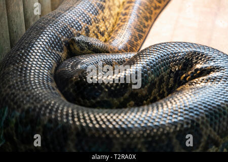 Anaconda snake in a zoo cage in Zagreb Stock Photo
