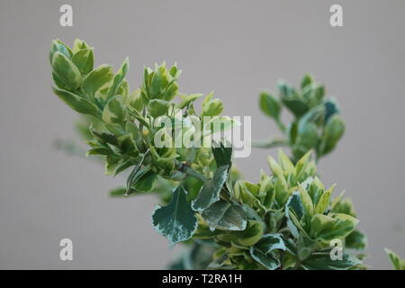 wintercreeper or fortune's spindle - Euonymus fortunei Stock Photo