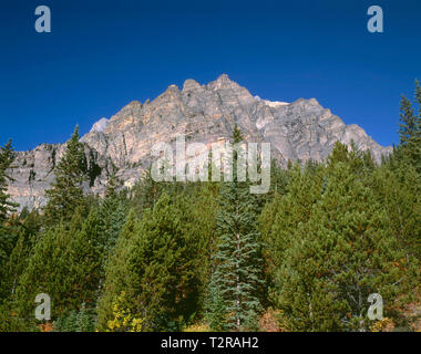 Canada, Alberta, Banff National Park, Eroded south side of Mount Temple rises above coniferous forest and autumn colored shrubs. Stock Photo