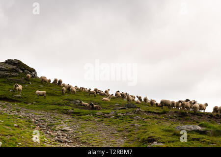 Flock of sheep grazing on green mountain slope in misty day, Carpathian Mountains, Romania. Stock Photo
