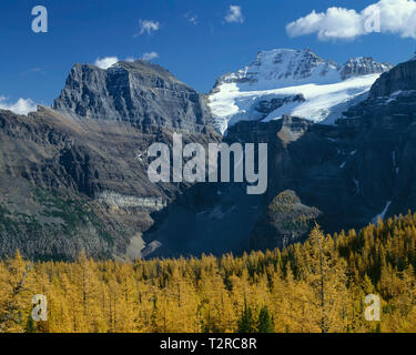 Canada, Alberta, Banff National Park, Alpine larch in Larch Valley turn golden beneath the Wenkchemna Peaks. Stock Photo