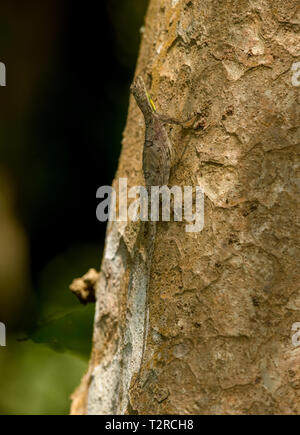 a flying lizard or flying dragon (Draco) perching on tree with green nature blurred background. Stock Photo