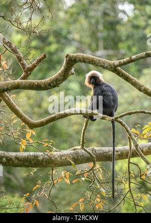 The Nilgiri langur is a langur found in the Nilgiri Hills of the Western Ghats in South India. This primate has glossy black fur on its body Stock Photo