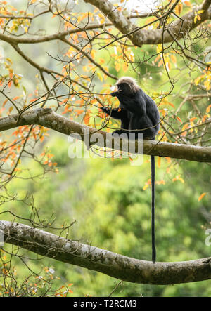 The Nilgiri langur is a langur found in the Nilgiri Hills of the Western Ghats in South India. This primate has glossy black fur on its body Stock Photo