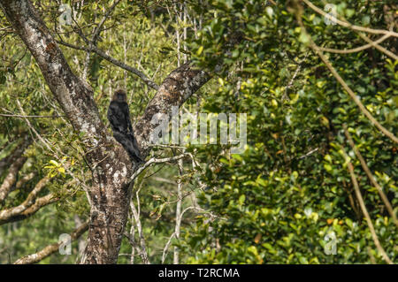 The Nilgiri langur is a langur found in the Nilgiri Hills of the Western Ghats in South India. This primate has glossy black fur on its body Stock Photo