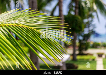 Green palm leaf close-up on blurred background. Stock Photo