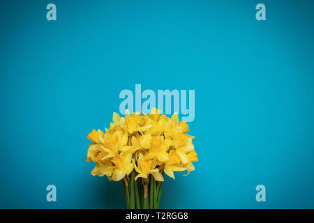 Bouquet of fresh yellow daffodils on a blue background with space for text Stock Photo