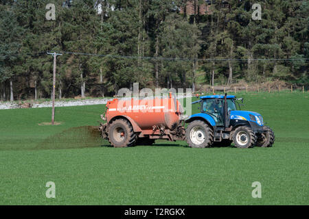 Slurry spreading a meadow in Cumbria, using a New Holland T6070 tractor. UK Stock Photo