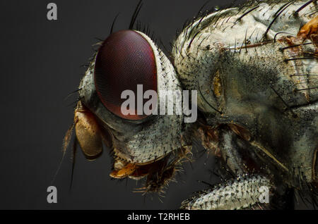 A high magnification, x4, image of a common house fly