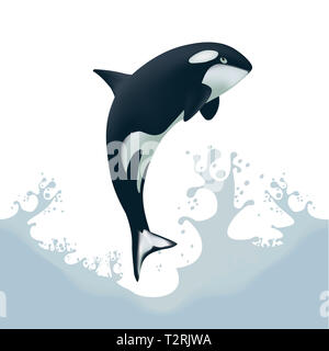 Killer Whale (Orcinus Orca) - jumping out of the water with splash Stock Photo