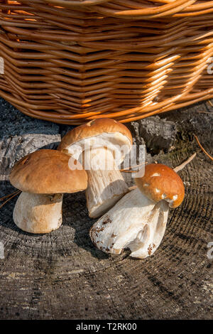 Harvested at autumn amazing edible mushrooms boletus edulis known as porcini mushrooms. Composition of group edible mushroom Boletus edulis (cep, penn Stock Photo