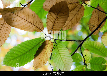 Shorne Country Park, Kent, UK, Autumn leaves backlit by the sun, some are green some are brown. Stock Photo