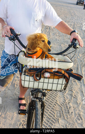 dachshund bicycle basket