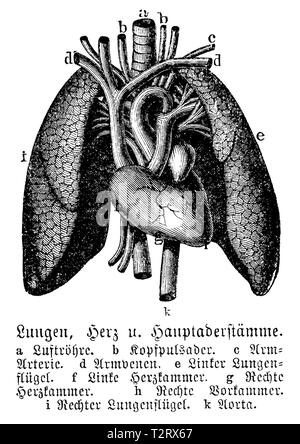 Human Heart and Lungs, vintage engraving. Old engraved illustration of ...