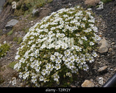 Cerastium Uniflorum, Kitzsteinhorn, Hohe Tauern Stock Photo