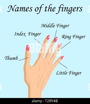 Fingers Names of Human Body Parts, a hand drawn vector cartoon illustration of human fingers and its names. Stock Vector