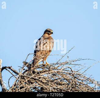 A Steppe Buzzard perched in a tree in Southern African savanna Stock Photo