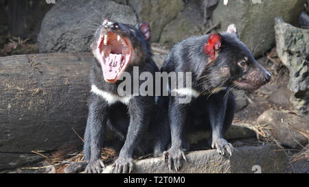 Tasmanian Devil yawning shows off his powerful jaws Stock Photo