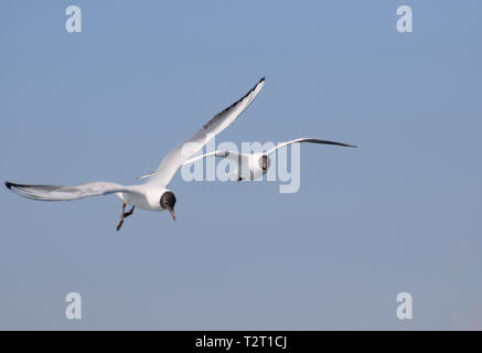 two flying seagulls / black-headed gulls Stock Photo